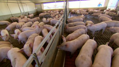 It's likely pork and ham prices will increase in the new year.