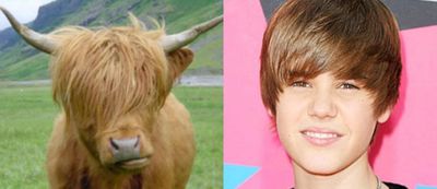 Nature's cutest Bieberlikes!
