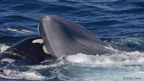 Researchers have discovered the first ever record of killer whales hunting and killing an adult blue whale.