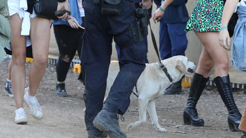 Drug sniffing dogs had a busy weekend in Splendour in the Grass.