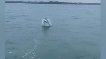 A screengrab from Josh Lonergan&#x27;s video of a great white shark breaching near Bowentown.