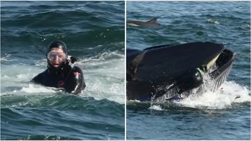 A diver had a close call when a whale picked him up in its mouth.