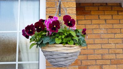 Hanging basket of bright purple pansies on side of house  a spring day.