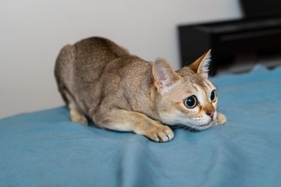 Singapura cat playing on blue/gray background. Animal photo. Stockholm. Sweden.