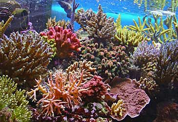 When was the Great Barrier Reef named as a World Heritage Site?