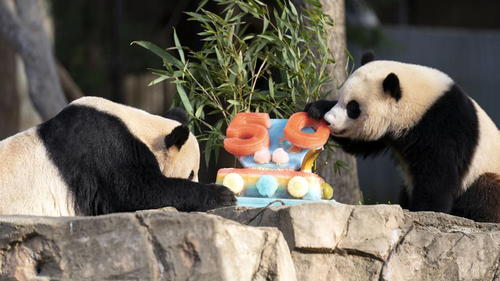 The giant pandas at the Washington Smithsonian National Zoo are digging into their ice cream cake. 