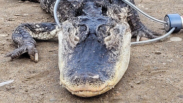 Workers from the New York City Department of Parks got a scaly surprise on Sunday when they discovered and rescued an alligator in a Brooklyn park.