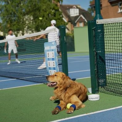 ManyPets tries to replace ball boys with dogs.