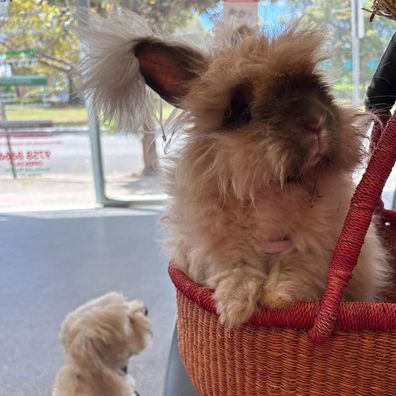 Griffin the Angora rabbit at the vet for a vaccination against calicivirus