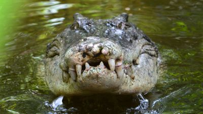 9: Crocodiles