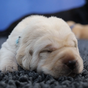 Guide Dogs Australia announces first puppy litter for 2022