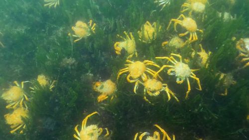 Thousands of spider crabs descend on beach