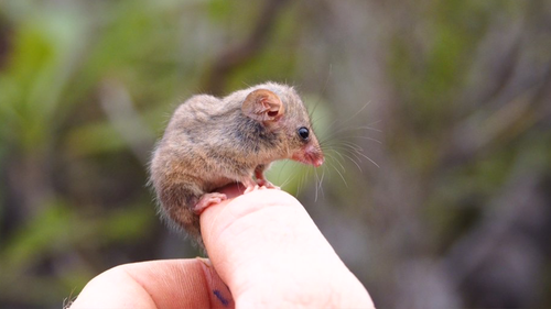 Little pygmy possums grow up to 7cm in length.