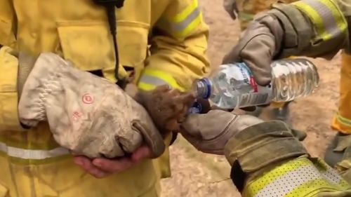 NSW firefighters rescued a ringtail possum from a blaze in south-west Sydney.