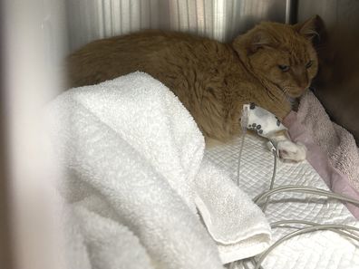 Orange cat Leo at the vet
