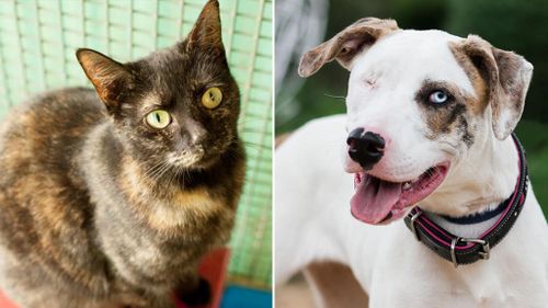 RSPCA NSW drops all pet adoption fees to $29 for three days
