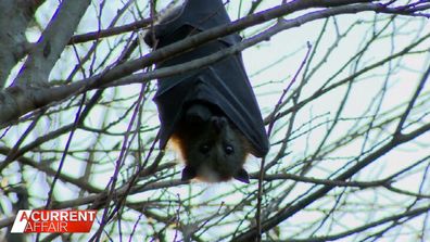 Des Boyland from the Wildlife Preservation Society said the increased bat numbers are caused by habitat loss in other areas, even as far away as New South Wales.