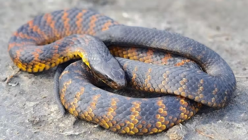 Tiger snake from Lake Alexandrina in South Australia. The skulls of tiger snakes on the mainland don't change shape when forced to feed on large prey for a prolonged period of time, unlike the skulls of snakes from Carnac Island, which grow longer jaws and palates.