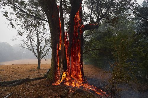 A tree burns from the inside out hours after the fire front had passed in Bundanoon, NSW.