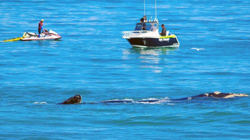 A Southern right whale and calf at Watermans Bay in the Marmion Marine Park, WA, where the reported attack happened.