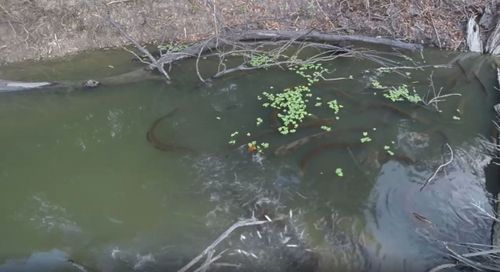 Electric eels targeting prey balls in Amazon 