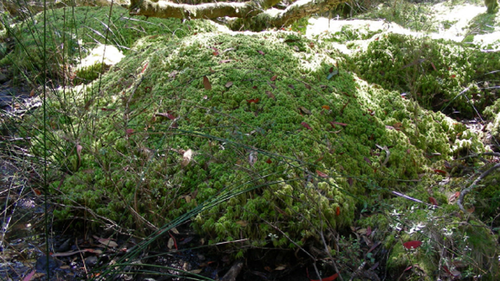 Sphagnum cristatum hummock pictured in the rare Ben Halls Gap Sphagnum Moss Cool Temperate Rainforest in NSW.