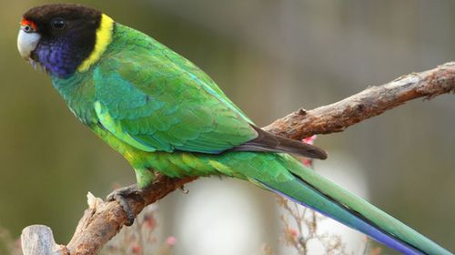 Wild parrots grow longer wings to stay cool