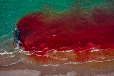 Ocean Conservation Photographer of the Year: Impact - Second Place