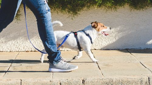 Dog sitter walking dog. Jack Russell Terrior