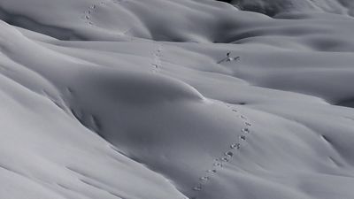 Animals tracks in snow