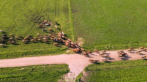 The dairy industry has now shrunk so much Australians can barely afford their own local products.