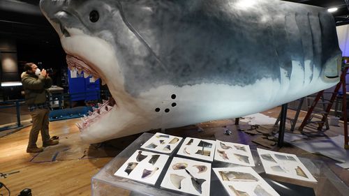 A model megalodon shark lives at the American Museum of Natural History in New York.