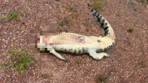 W﻿ildlife rangers are investigating after a saltwater crocodile was removed from its trap and beheaded in Darwin.