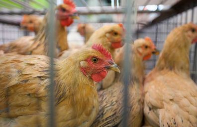 Live chickens for sale are seen in a cage at a 'wet market' in Hong Kong