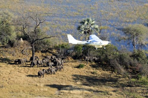 Scientists with Great Elephant Census fly over Botswana, Africa during a survey of savanna elephants on the continent