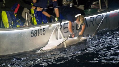 The tracking reveals the habits of the sharks. (9NEWS)