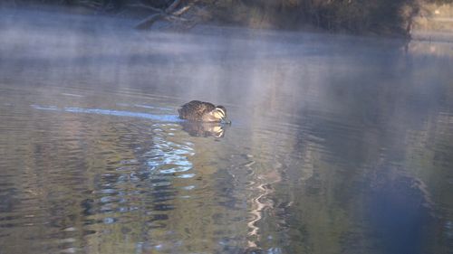 Victoria had a chance to thaw out since last week but cold temperatures remain. Image: 9News