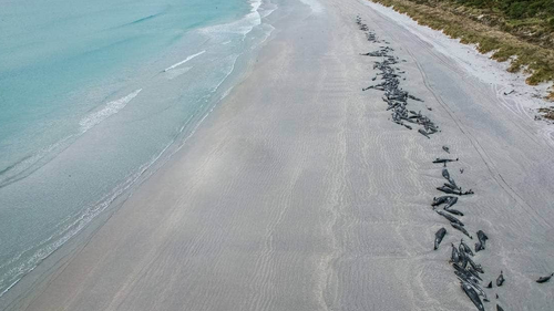 Two mass strandings just days apart was not "unheard of" said Project Jonah general manager Daren Grover.