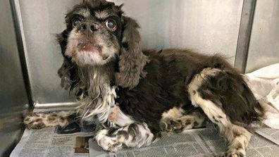 Neglected, matted dog in West Texas makes incredible transformation