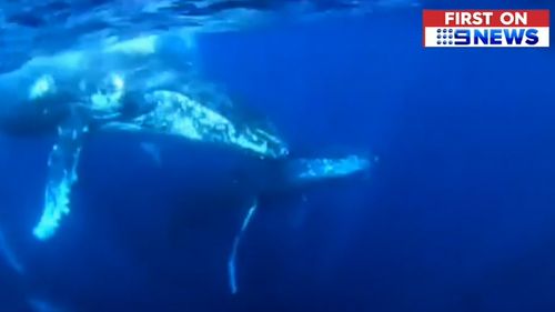 The juvenile whale swam underneath another boat before rolling on its back.