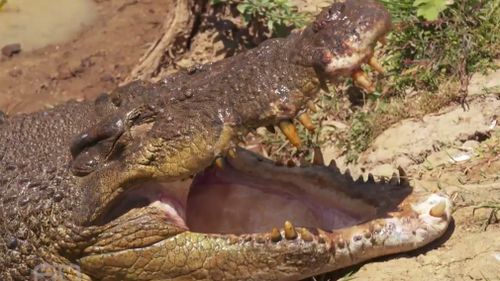 Rob Bredl was bitten by a crocodile. (60 Minutes)