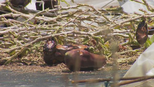 La ferme de Heidi Steffen est l'une des 35 fermes touchées par une tempête semblable à une tornade qui a ravagé la région vendredi après-midi.  Les intempéries ont laissé un enchevêtrement de métal et de toit de serre près de la culture d'aubergines de la famille.