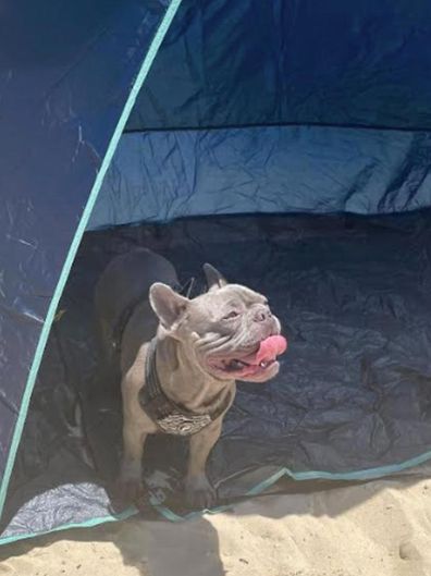 owner rants after dog walks into someone elses shade tent at beach