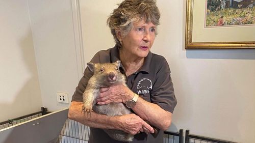 WIRES Illawarra developed contraption to treat mange in wombats