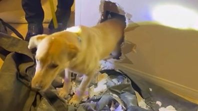 Dog Faye is rescued from inside the wall by firefighters