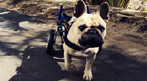 Wheelchair-bound Perth pup Raul to take on RSPCA charity walk 