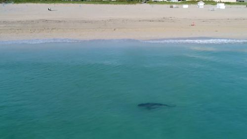 Thankfully, the shark did not attack the swimmers. (Image: Kenny Melendez)