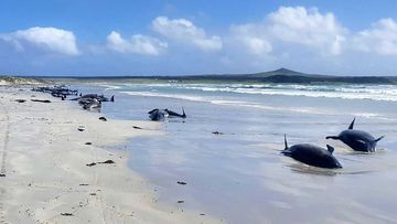 Some of the nearly 100 pilot whales beached on the Chatham Islands.