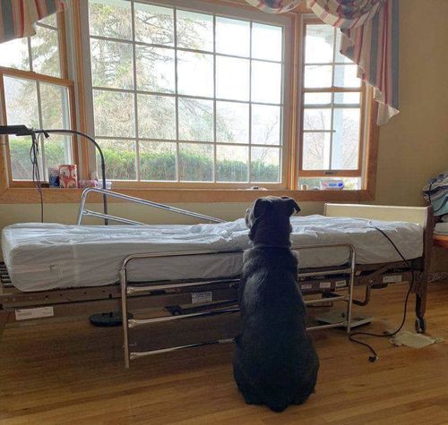 Loyal dog waits by his dead owner’s bedside