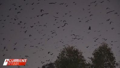 A Current Affair filmed the bats at sunset while they embarked on their nightly takeoff routine, capturing thousands of them on camera as they flew through the sky.